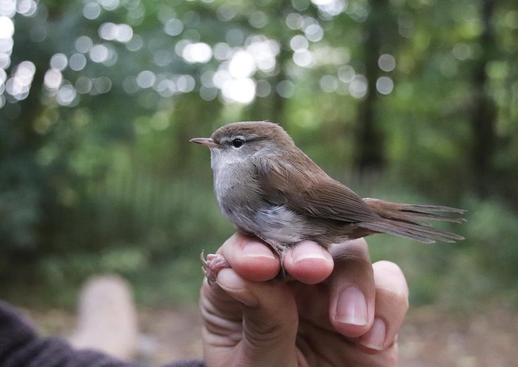 Ontspanning Vogelringen het Zwin Natuur Park