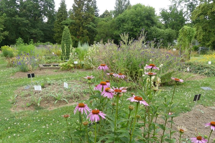 Ontspanning Geleide wandeling: Ontdekking de plantentuin Jean Massart