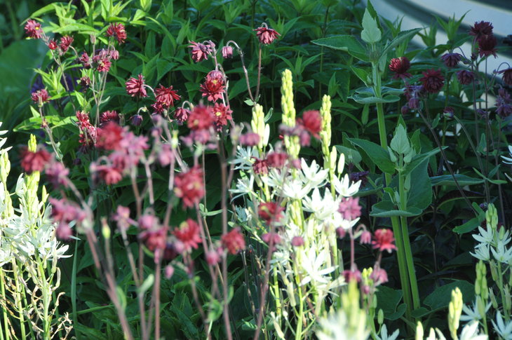 Ontspanning Opendeur-weekend, tuinplanten-kwekerij Spruyt