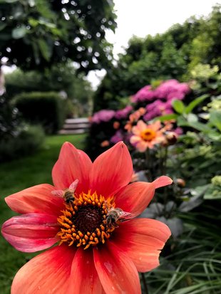 Ontspanning Open studie- demotuin (tuinbabbel  De Tuindokter )