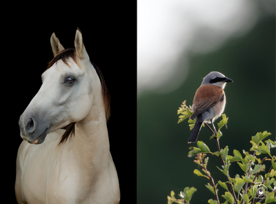 Tentoonstellingen Kunstenaarstentoonstelling: Virginie Gosse & Eddy Georis