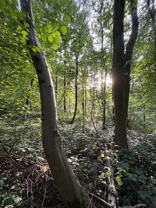 Ontspanning Stiltewandeling Baliekouter