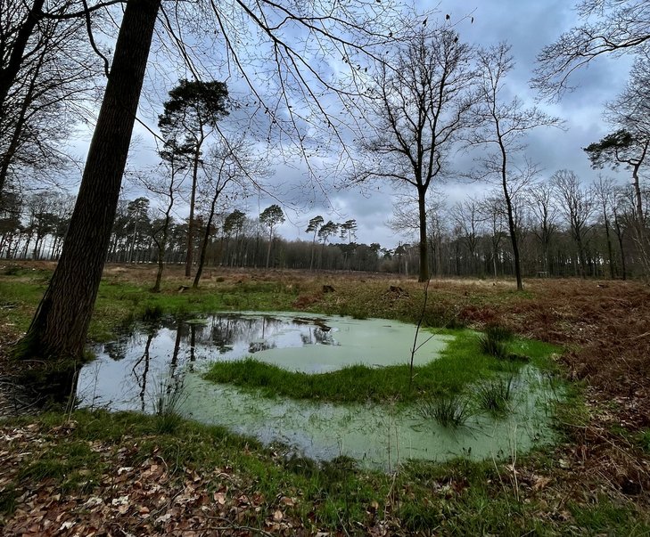 Ontspanning Stiltewandeling Gasthuisbossen (Ieper)