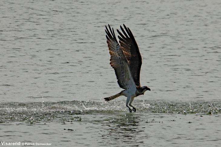 Ontspanning Geleide natuurwandeling Waterdunen Breskens.