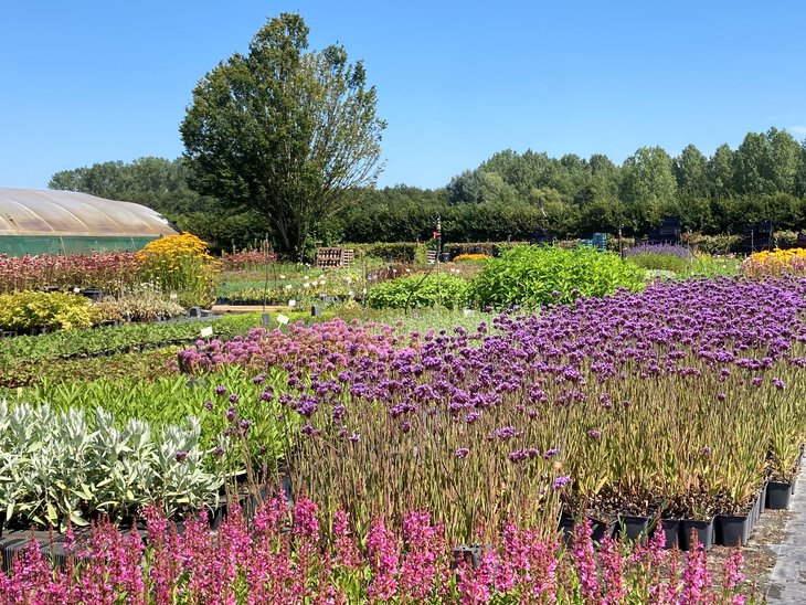 Ontspanning Opendeurweekend Vaste plantenkwekerij Natu-ral