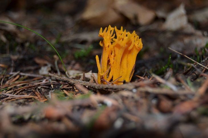 Ontspanning Paddenstoelen leren herkennen