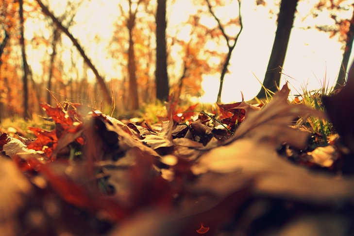 Ontspanning Herfstwandeling - herfstkleuren het bos