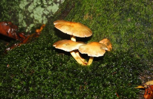 Ontspanning Natuurleuk: paddenstoelen de kijker