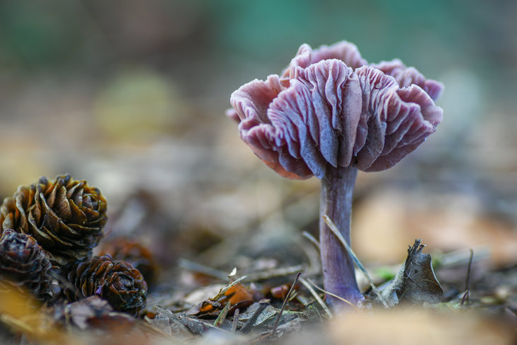 Ontspanning Natuurwandeling: zwammen hun levenswijze