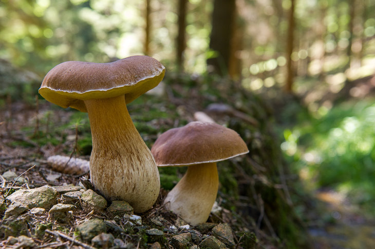 Ontspanning Mycologische wandeling