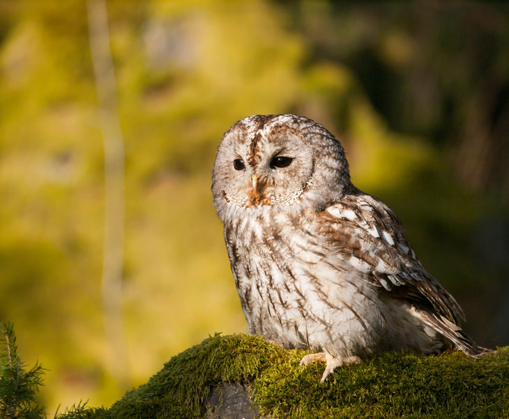 Ontspanning Natuurwandeling: uilen Bulskampveld