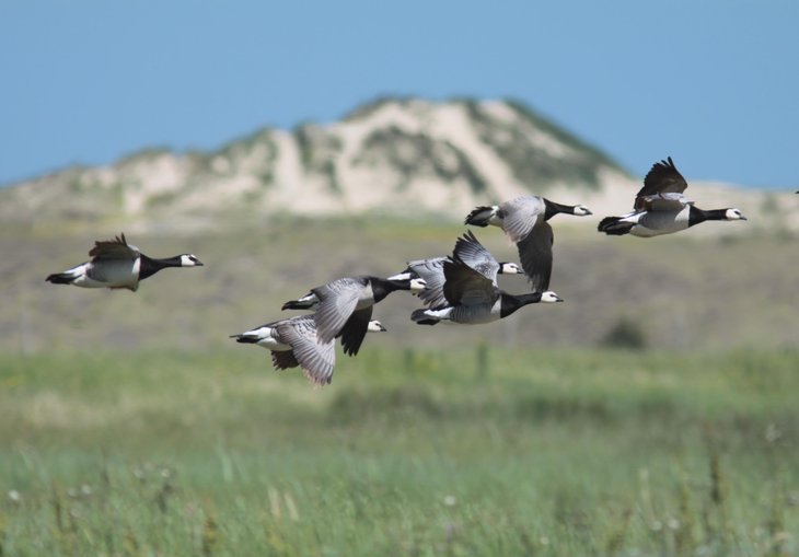 Ontspanning Vogeltrekdagen het Zwin