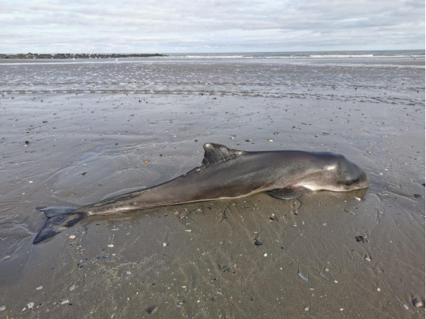 Voordrachten Zwinbabbel - Haelters, Stranding zeezoogdieren