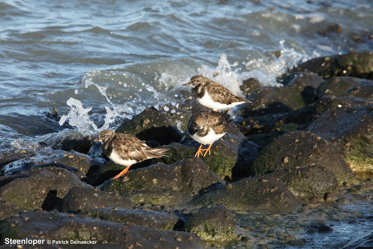 Ontspanning Geleide natuurwandeling het natuurreservaat Voorland  Nummer En.