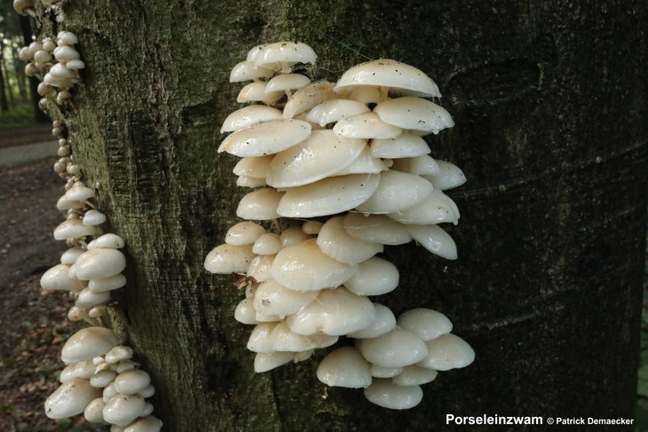 Ontspanning Geleide natuur/paddenstoelenwandeling het bosgebied Bulskampveld