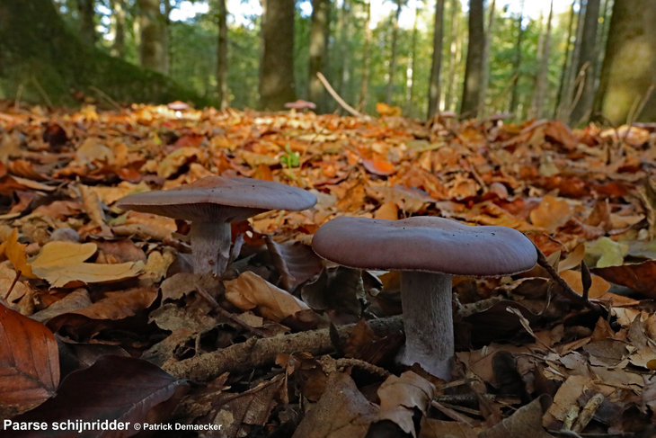 Ontspanning Geleide natuurwandeling Maldegemveld / Drongengoedbos.