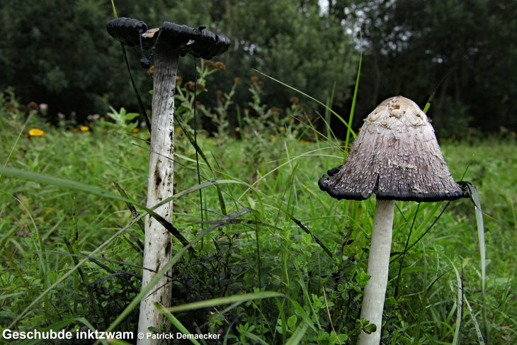 Ontspanning Geleide natuurwandeling het Vlaams natuurreservaat Zwinduinen 