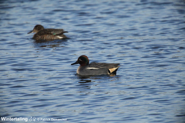 Ontspanning Geleide natuurwandeling Waterdunen Breskens.