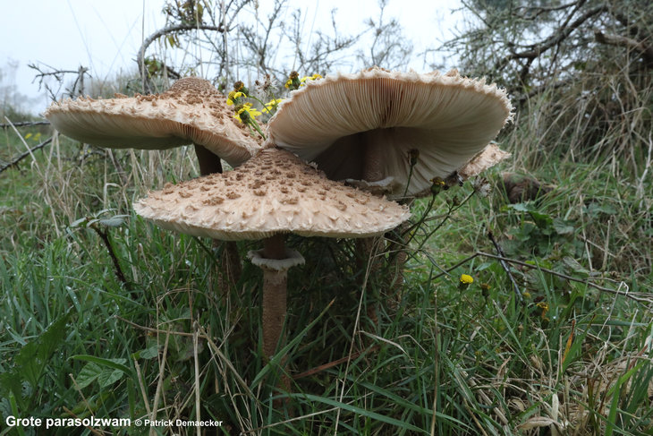 Ontspanning Geleide natuurwandeling het Vlaams natuurreservaat Zwinduinen 