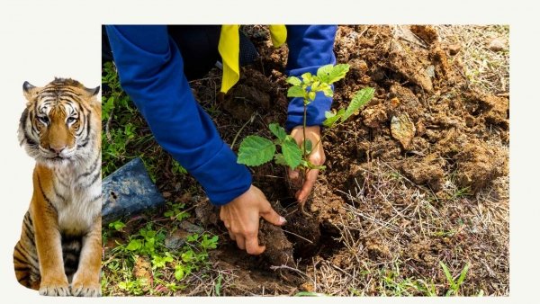 Ontspanning Boomplantactie