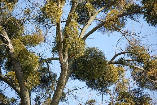 Ontspanning Keltische bomenwandeling