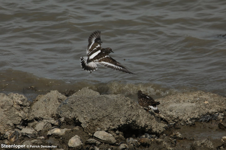 Ontspanning Geleide natuurwandeling het natuurreservaat Voorland  Nummer En.