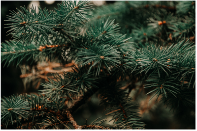 Ontspanning Verkoop kerstbomen