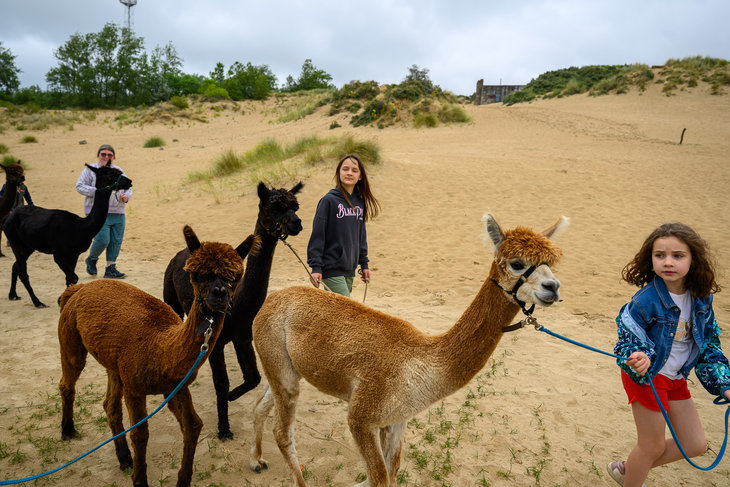 Ontspanning Alpaca wandeling