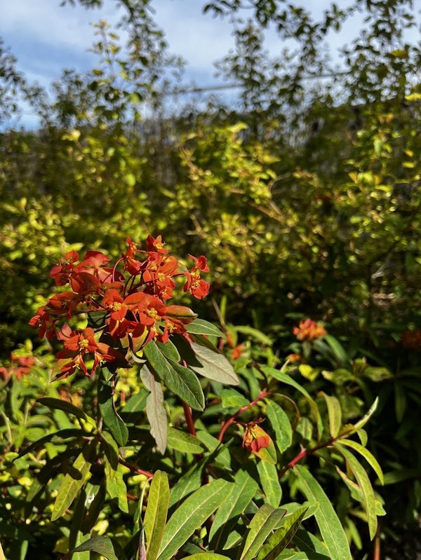 Voordrachten Tuincursus: plantenkennis plantencombinaties