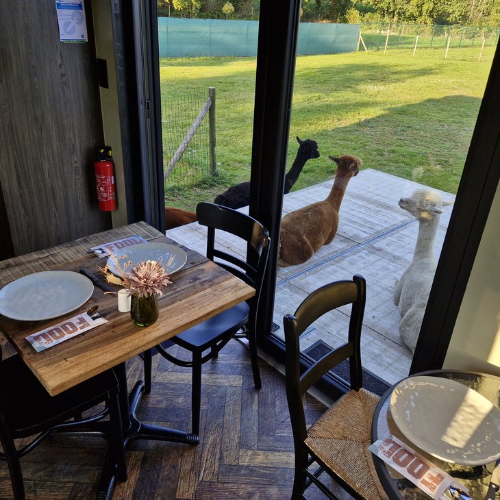 Ontspanning Ontbijten de alpaca s