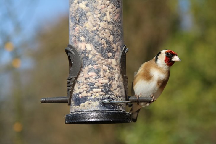 Ontspanning Het Grote Vogelweekend - spot help vogels