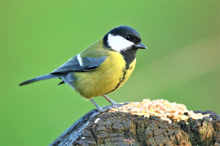 Ontspanning Winterse vogelspotting