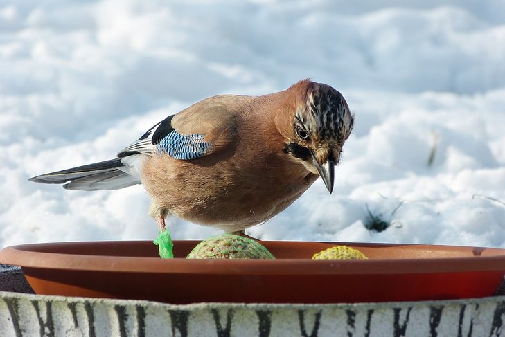 Ontspanning Natuurspeurdertjes - Vreemde vogels rond voedertafel