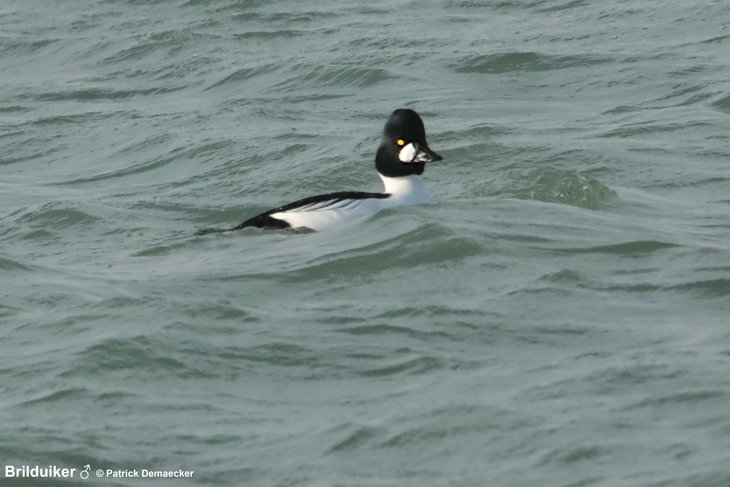 Ontspanning Geleide natuurwandeling Waterdunen Breskens.