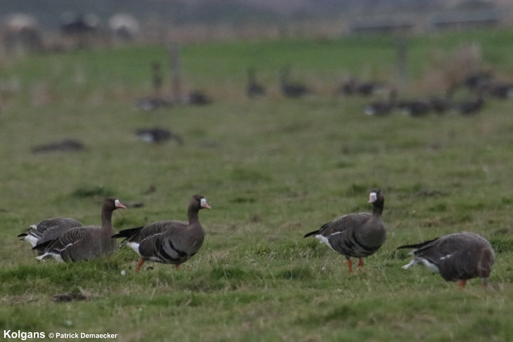 Ontspanning Geleide natuurwandeling de Uitkerkse polder.