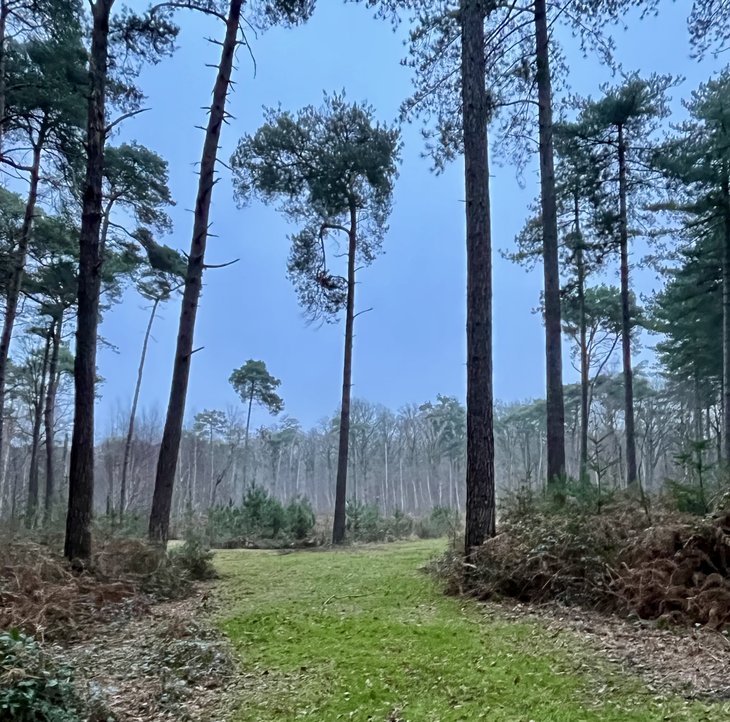 Ontspanning Stiltewandeling Vrijbos Houthulst