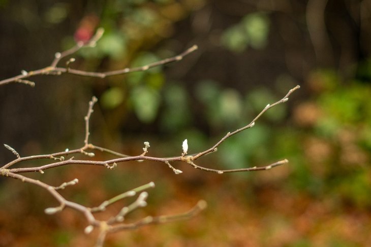 Ontspanning Natuurwandeling: bomen herkennen de knoppen