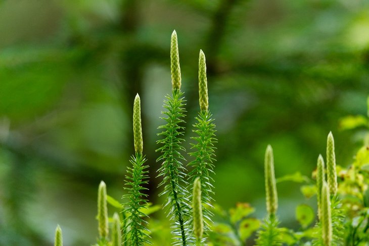 Voordrachten Lezing: sporenplanten