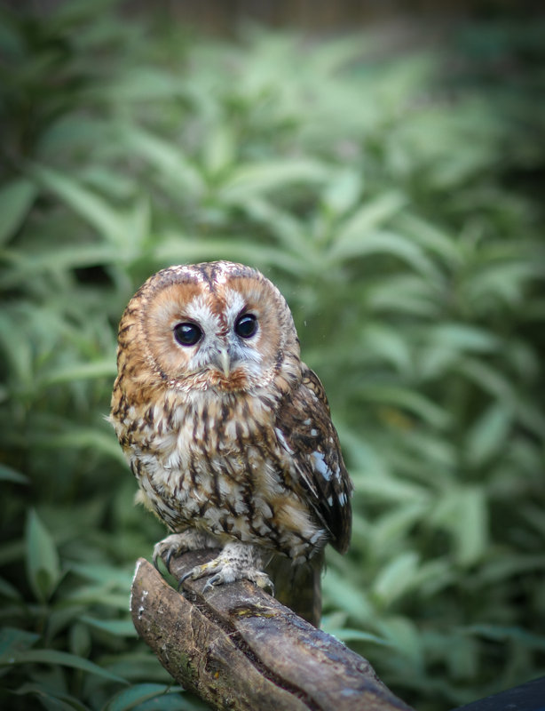 Ontspanning Natuurwandeling: uilen Bulskampveld