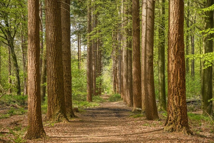 Ontspanning Natuurwandeling: proef bos