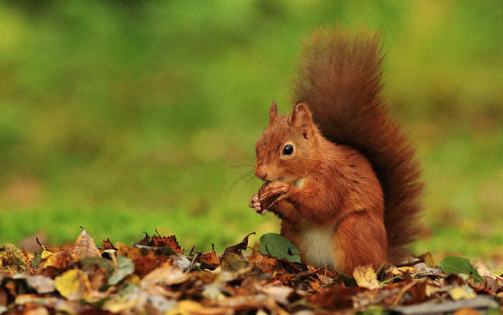 Voordrachten Lezing: biodiversiteit onze bossen