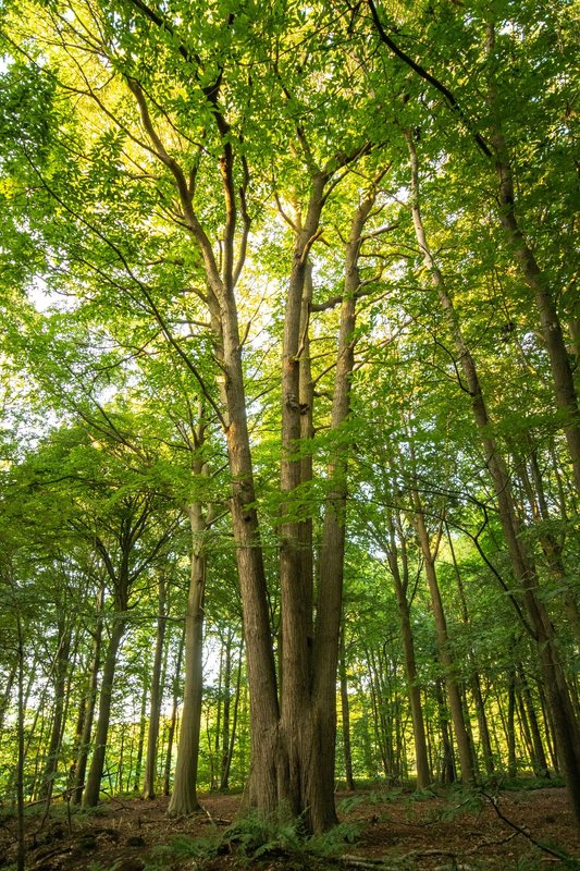 Ontspanning Natuurwandeling: zoek naar Vijfling andere opmerkelijke bomen