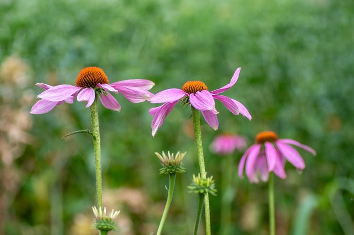 Ontspanning Kruidenwandeling: flavonoden kleuren dag 