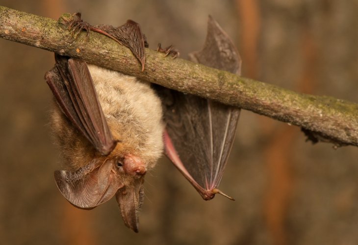 Ontspanning Gezinswandeling: het spoor de vleermuis